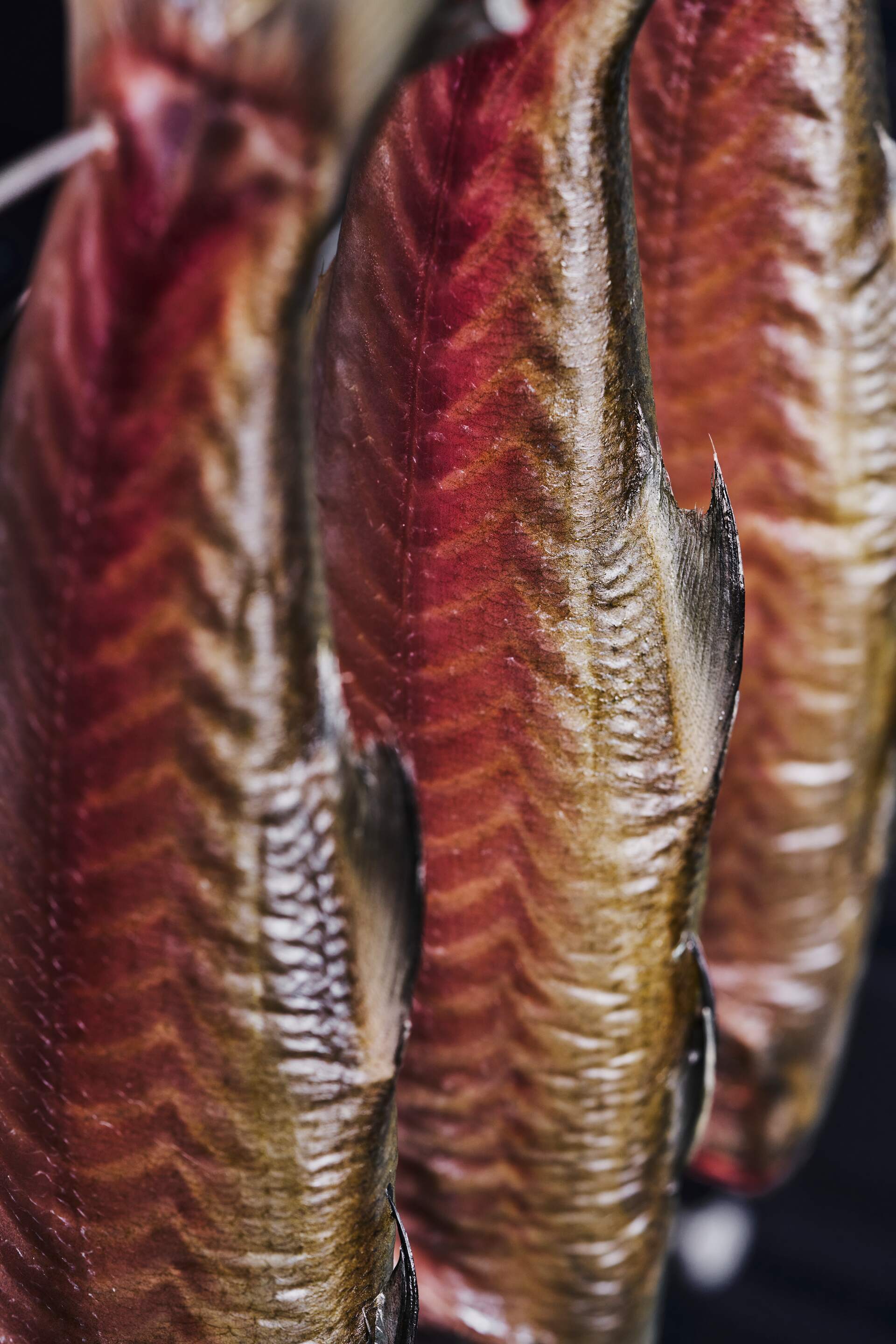 熟成魚